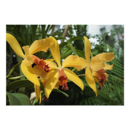 19"x13" Goldene Orchideen Fotodruck
