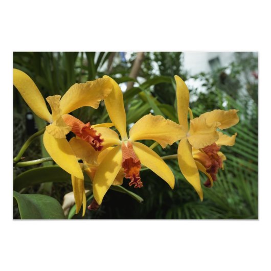 19"x13" Goldene Orchideen Fotodruck (Vorne)