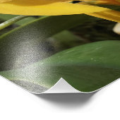 19"x13" Goldene Orchideen Fotodruck (Ecke)