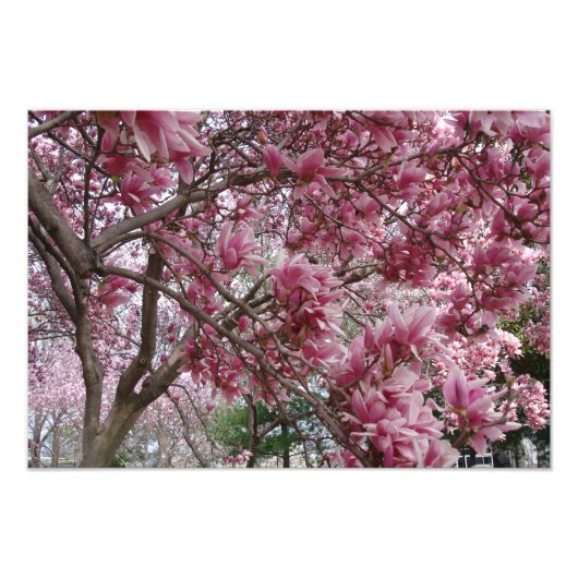 19"x13" Große rosa Magnolia Fotodruck (Vorne)