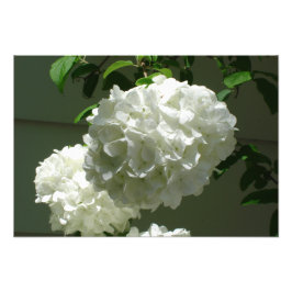 19"x13" Hydrangeas Fotodruck