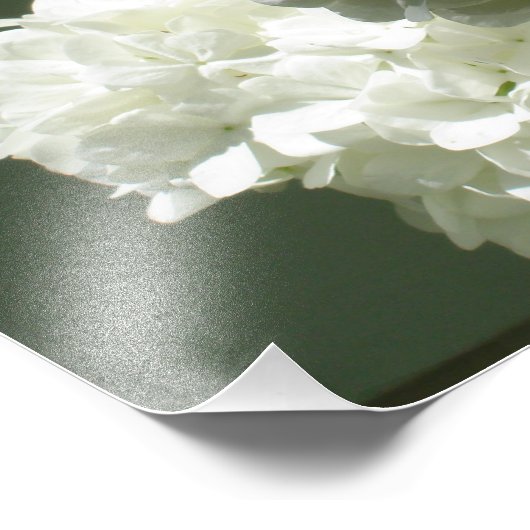 19"x13" Hydrangeas Fotodruck (Ecke)