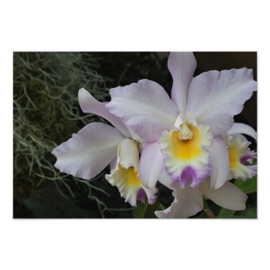 19"x13" Lavendel-Orchidee Fotodruck (Vorne)