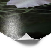 19"x13" Lavendel-Orchidee Fotodruck (Ecke)