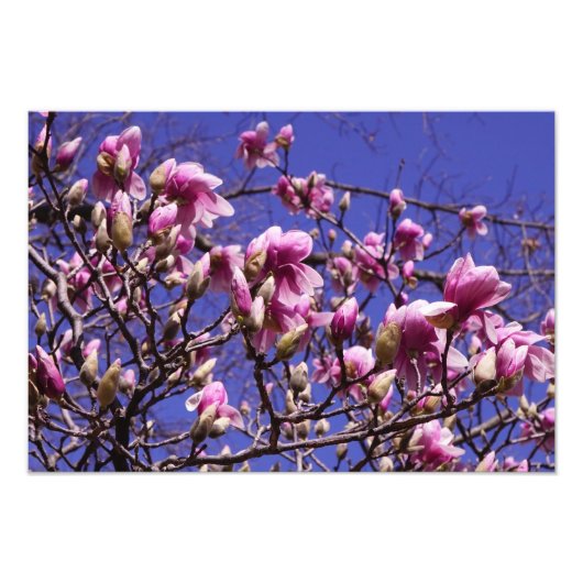 19"x13" Rosa Magnolia Fotodruck (Vorne)