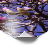 19"x13" Rosa Magnolia Fotodruck (Ecke)