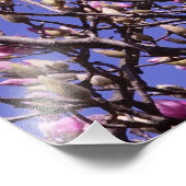 19"x13" Rosa Magnolia Fotodruck (Ecke)
