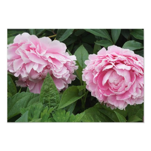 19 "x13" Rosa Peonies Fotodruck (Vorne)