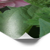 19 "x13" Rosa Peonies Fotodruck (Ecke)