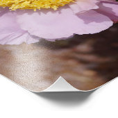 19"x13" Rosa Pfingstrosen Fotodruck (Ecke)