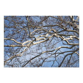 19"x13" Sycamore Branches Fotodruck