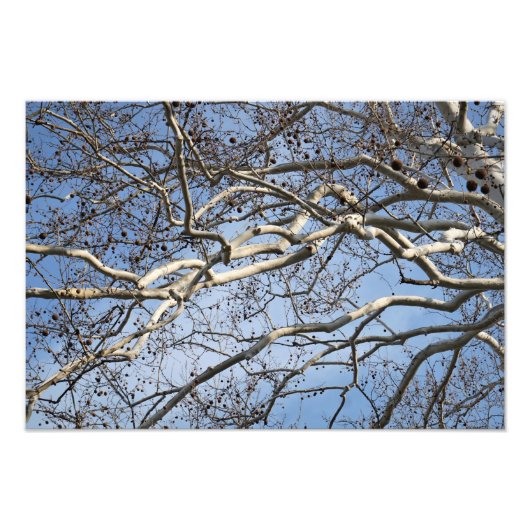 19"x13" Sycamore Branches Fotodruck (Vorne)