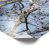 19"x13" Sycamore Branches Fotodruck (Ecke)