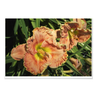 19"x13" Taglilien Fotodruck