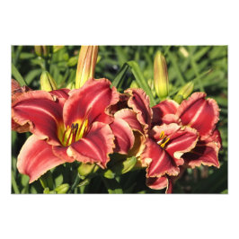 19"x13" Taglilien Fotodruck