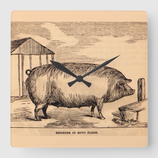 19th century pig print ‘Breeder in Good Flesh’ Quadratische Wanduhr (Vorderseite)