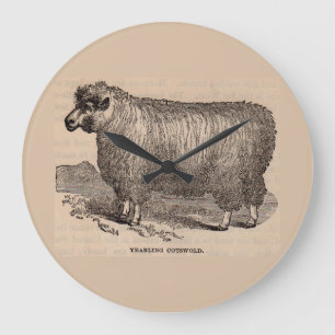 19th century print yearling Cotswold sheep Große Wanduhr