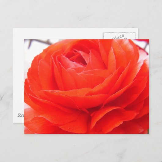 1 4 Sie Postkarte (Vorne/Hinten)