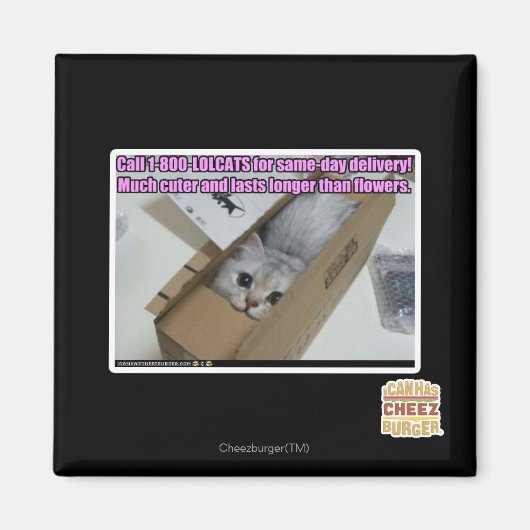 1-800-LOLCATS anrufen Magnet (Vorne)