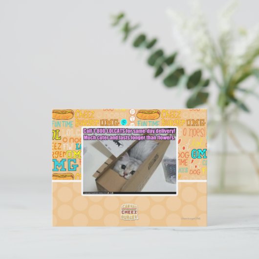 1-800-LOLCATS anrufen Postkarte (Stehend Vorderseite)