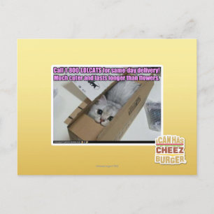 1-800-LOLCATS anrufen Postkarte