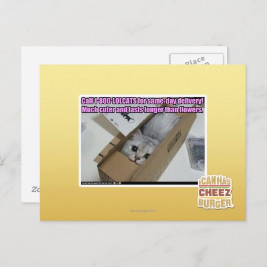 1-800-LOLCATS anrufen Postkarte (Vorne/Hinten)