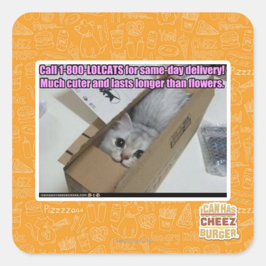 1-800-LOLCATS anrufen Quadratischer Aufkleber (Vorderseite)