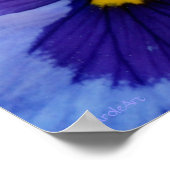 1 Blue Beauty Pansy Poster (Ecke)