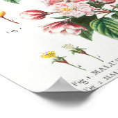 1 Blühender Krabapfel (Malus hybrida) 2 Chinesisch Poster (Ecke)