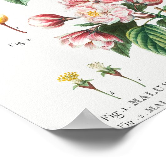 1 Blühender Krabapfel (Malus hybrida) 2 Chinesisch Poster (Ecke)