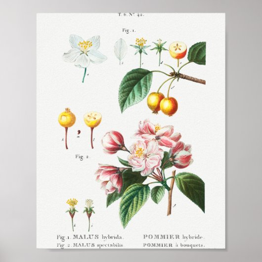 1 Blühender Krabapfel (Malus hybrida) 2 Chinesisch Poster (Vorne)