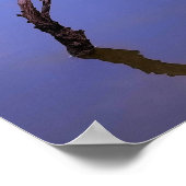 #1-Etang von Scamander in Camargue. Poster (Ecke)