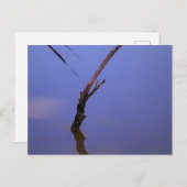 #1-Etang von Scamander in Camargue. Postkarte (Vorne/Hinten)