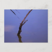 #1-Etang von Scamander in Camargue. Postkarte (Vorderseite)