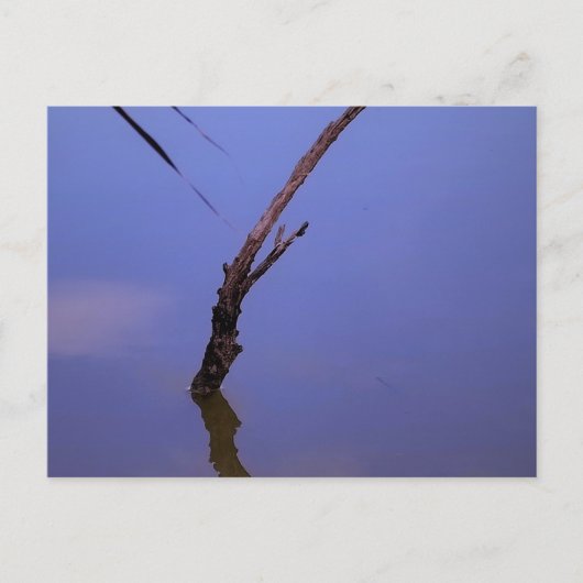 #1-Etang von Scamander in Camargue. Postkarte (Vorderseite)