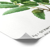 1 Kermes Eiche Quercus pseudo-coccifera 2 Korkeich Poster (Ecke)