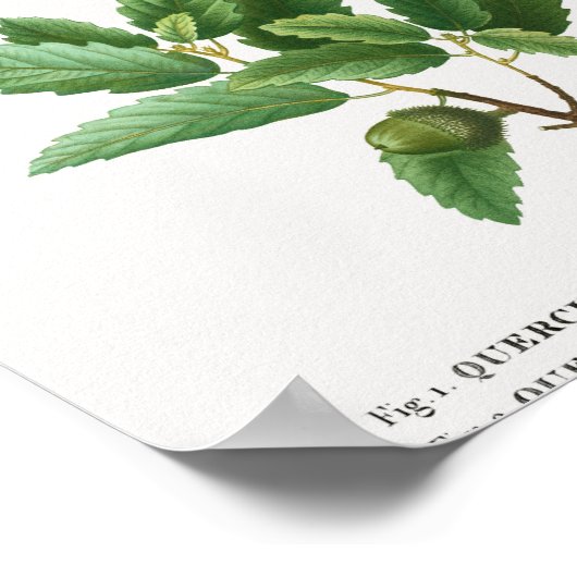 1 Kermes Eiche Quercus pseudo-coccifera 2 Korkeich Poster (Ecke)