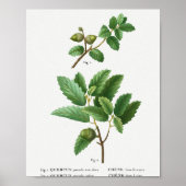 1 Kermes Eiche Quercus pseudo-coccifera 2 Korkeich Poster (Vorne)