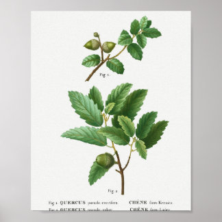 1 Kermes Eiche Quercus pseudo-coccifera 2 Korkeich Poster