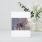 1 Krebse Postkarte (Stehend Vorderseite)