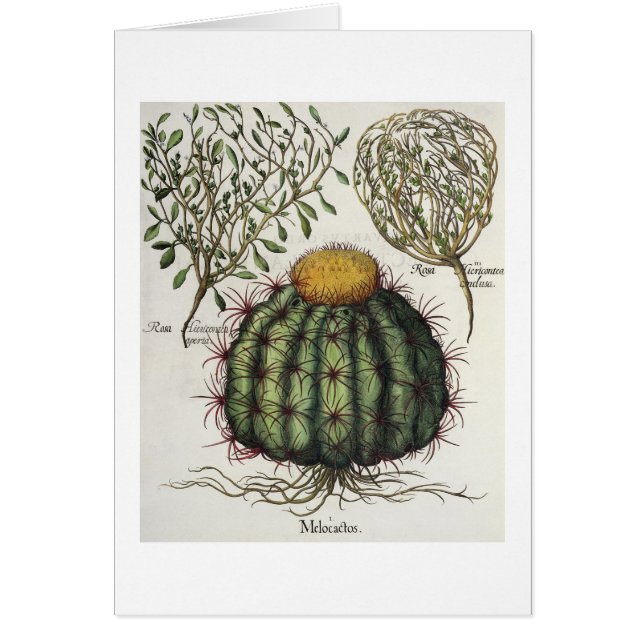 1.Melocactus; 2.Rosa Hiericontea aperta; 3.Rosa (Vorne)