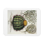 1.Melocactus; 2.Rosa Hiericontea aperta; 3.Rosa Hi Magnet (Horizontal)
