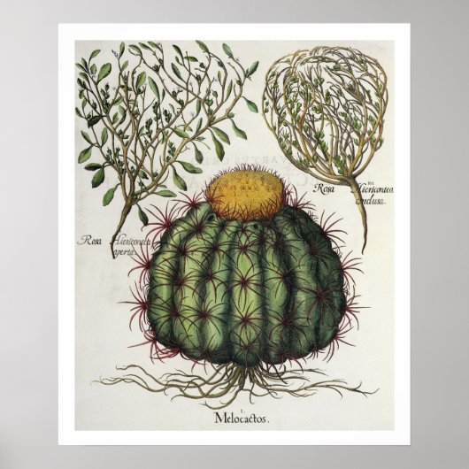 1.Melocactus; 2.Rosa Hiericontea aperta; 3.Rosa Hi Poster (Vorne)