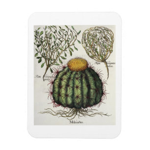 1.Melocactus; 2.Rosa Hiericontea aperta; 3.Rosa Magnet