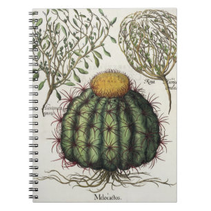 1.Melocactus; 2.Rosa Hiericontea aperta; 3.Rosa Notizblock