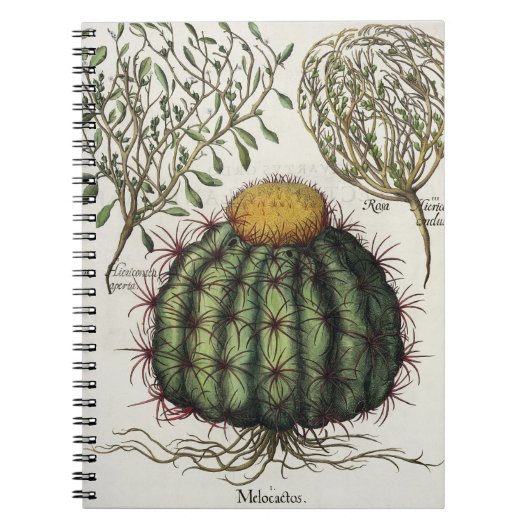 1.Melocactus; 2.Rosa Hiericontea aperta; 3.Rosa Notizblock (Vorderseite)