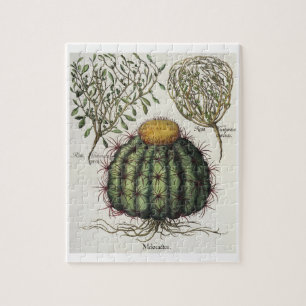 1.Melocactus; 2.Rosa Hiericontea aperta; 3.Rosa Puzzle