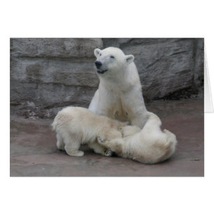 1) Polar bear cubs