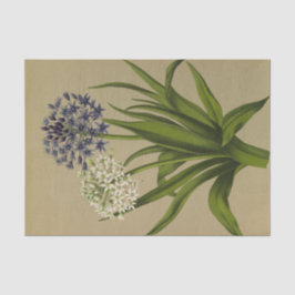 1 Scilla Peruviana 2 Scilla Peruviana Alba Seidenpapier