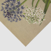 1 Scilla Peruviana 2 Scilla Peruviana Alba Seidenpapier (Ausschnitt)